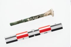 Foto von Beinnadelspitzenschoner (NHMW-PRAE-003445)